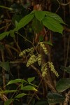 Alchornea laxiflora