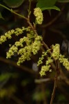Alchornea laxiflora