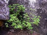 Alchornea laxiflora