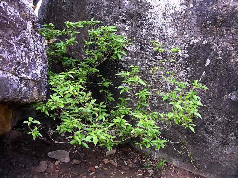 Alchornea laxiflora