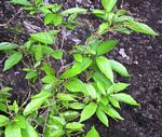 Alchornea laxiflora