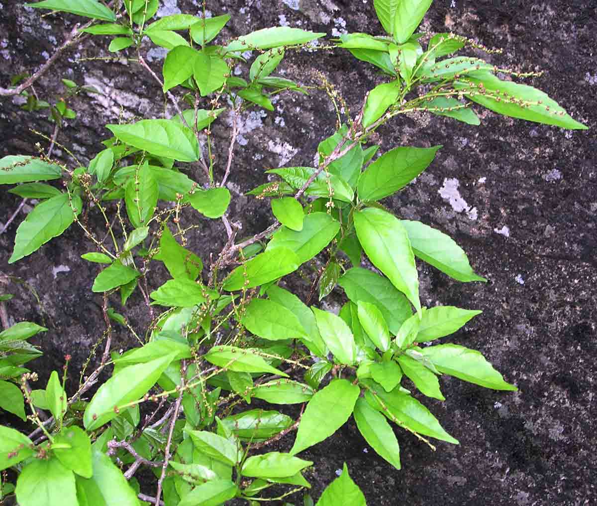 Alchornea laxiflora