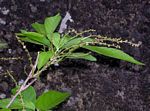 Alchornea laxiflora