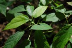 Alchornea laxiflora