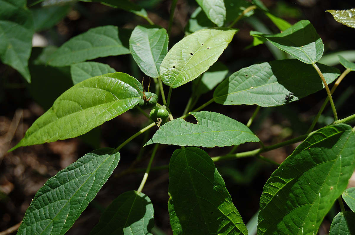 Alchornea laxiflora