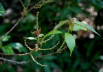 Alchornea laxiflora