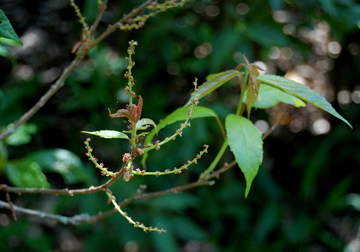 Alchornea laxiflora