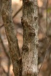 Alchornea laxiflora