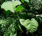 Neoboutonia macrocalyx
