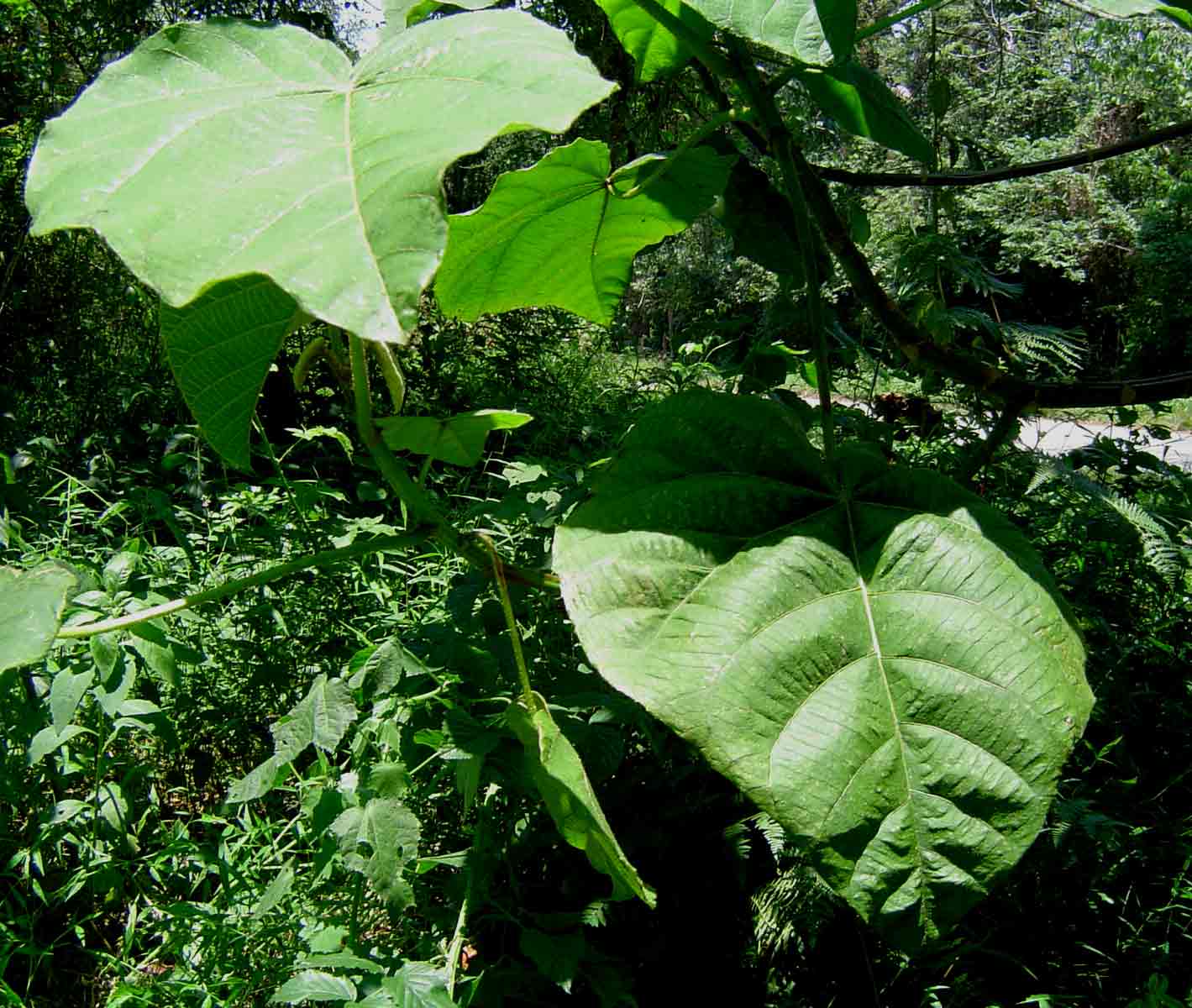 Neoboutonia macrocalyx