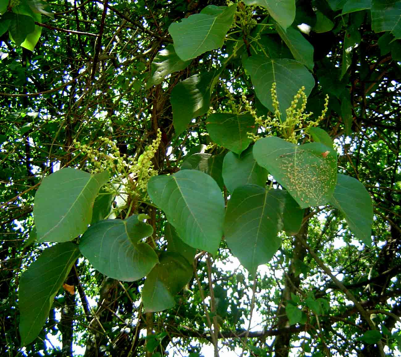 Macaranga capensis