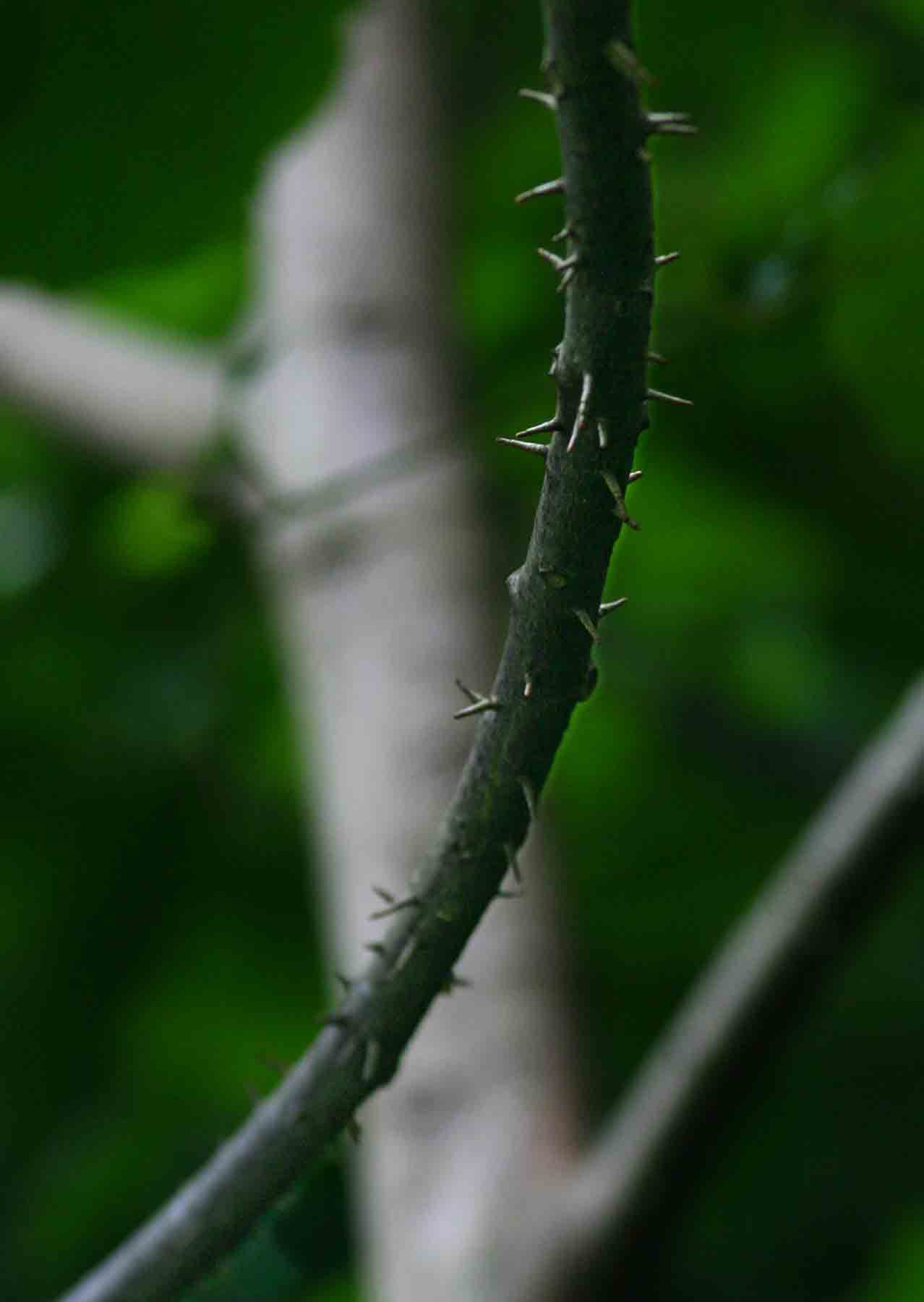 Macaranga capensis