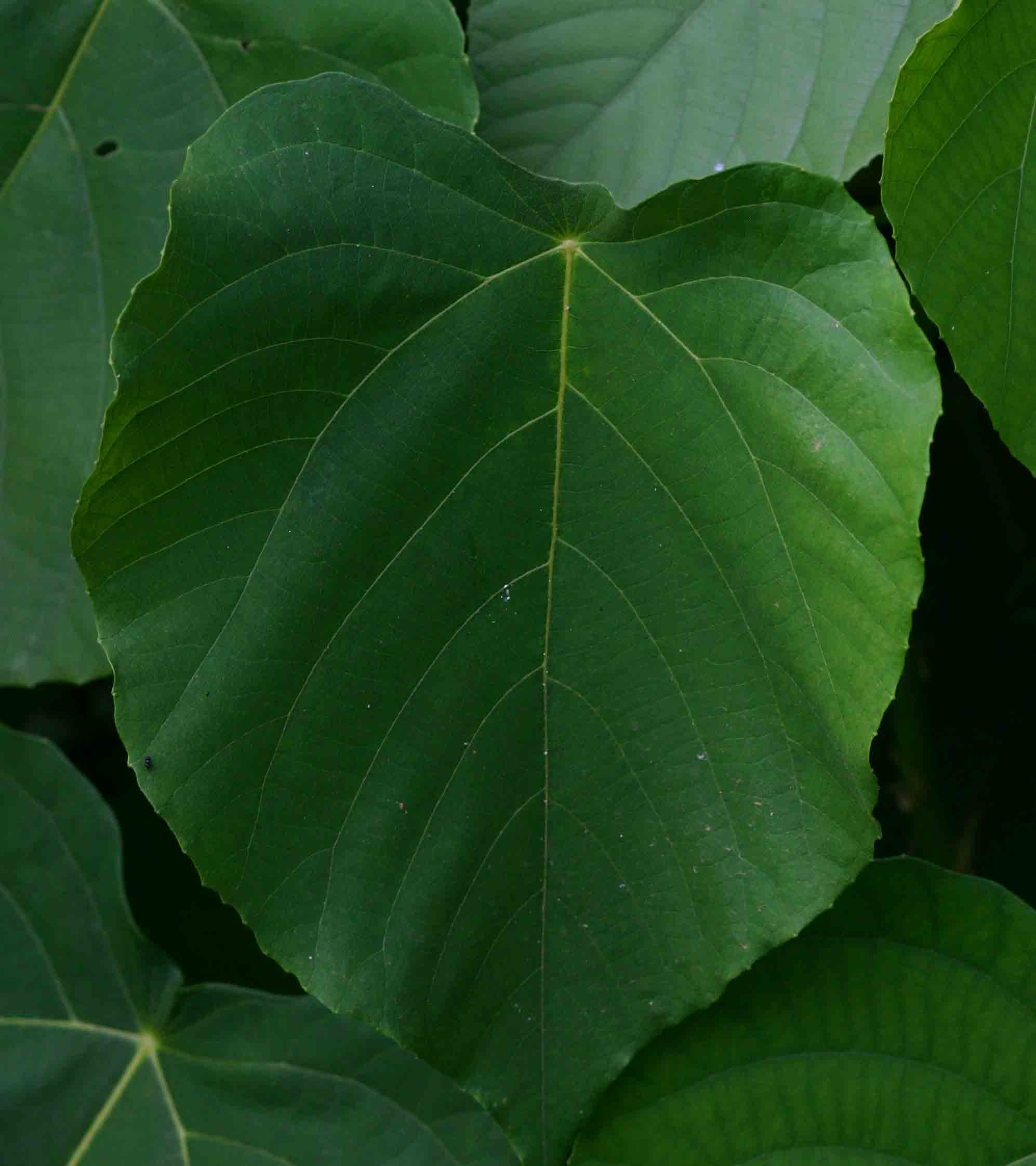 Macaranga capensis