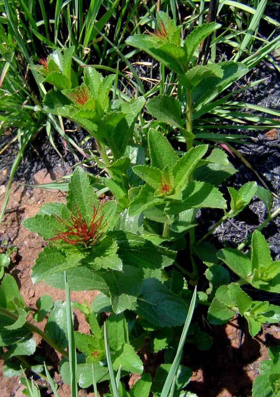 Acalypha caperonioides