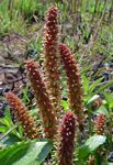 Acalypha caperonioides