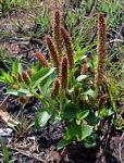 Acalypha caperonioides
