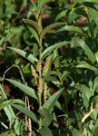 Acalypha caperonioides