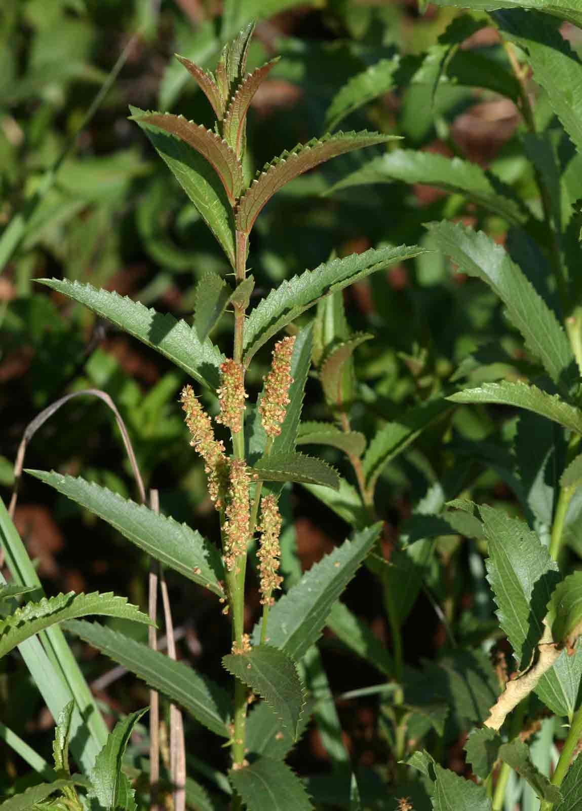 Acalypha caperonioides