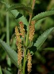 Acalypha caperonioides