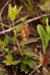 Acalypha caperonioides