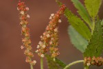 Acalypha caperonioides