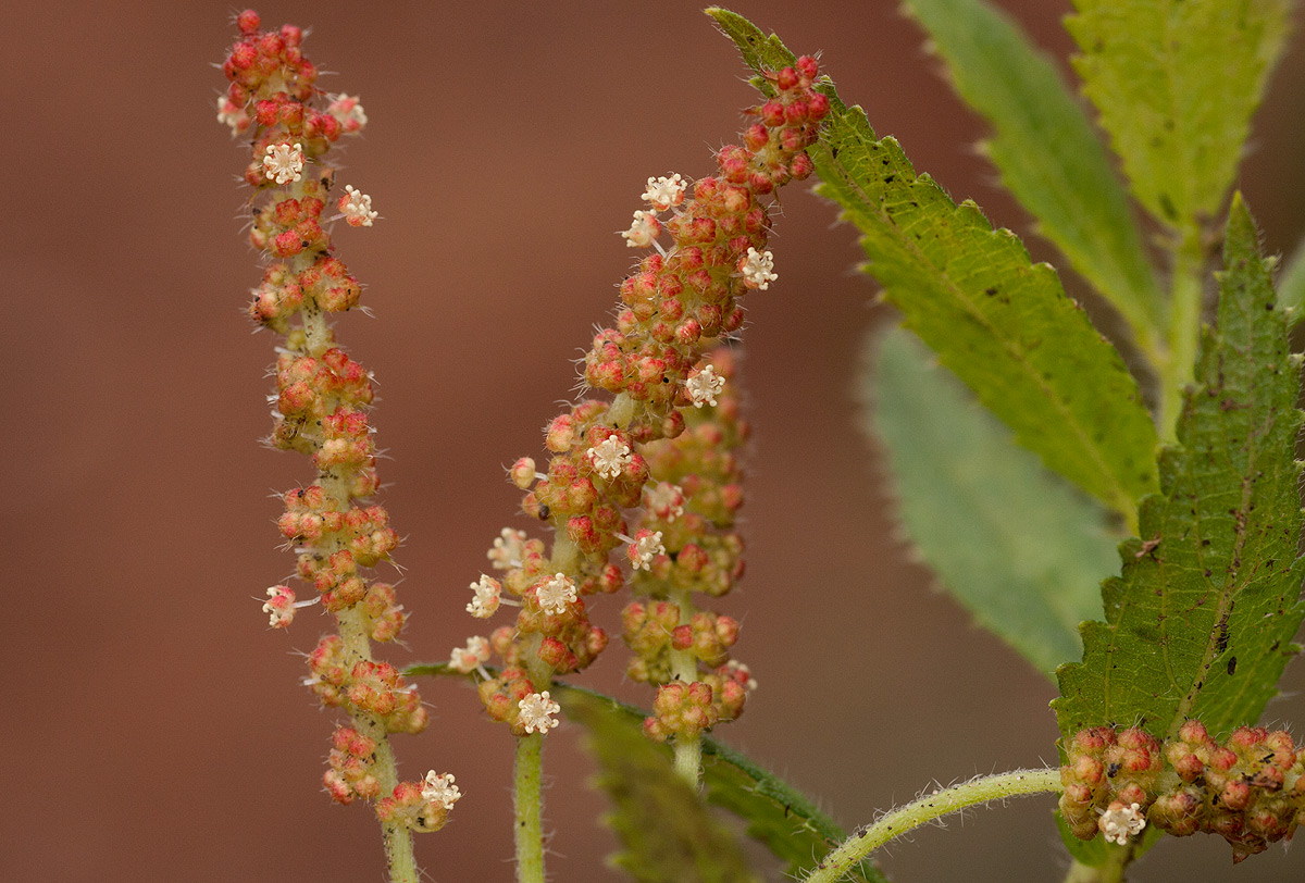 Acalypha caperonioides