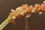 Acalypha caperonioides
