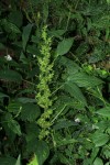 Acalypha ciliata