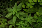 Acalypha ciliata