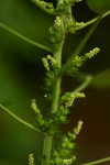 Acalypha ciliata