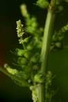 Acalypha ciliata