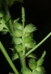 Acalypha ciliata