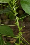 Acalypha ciliata