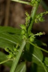 Acalypha ciliata