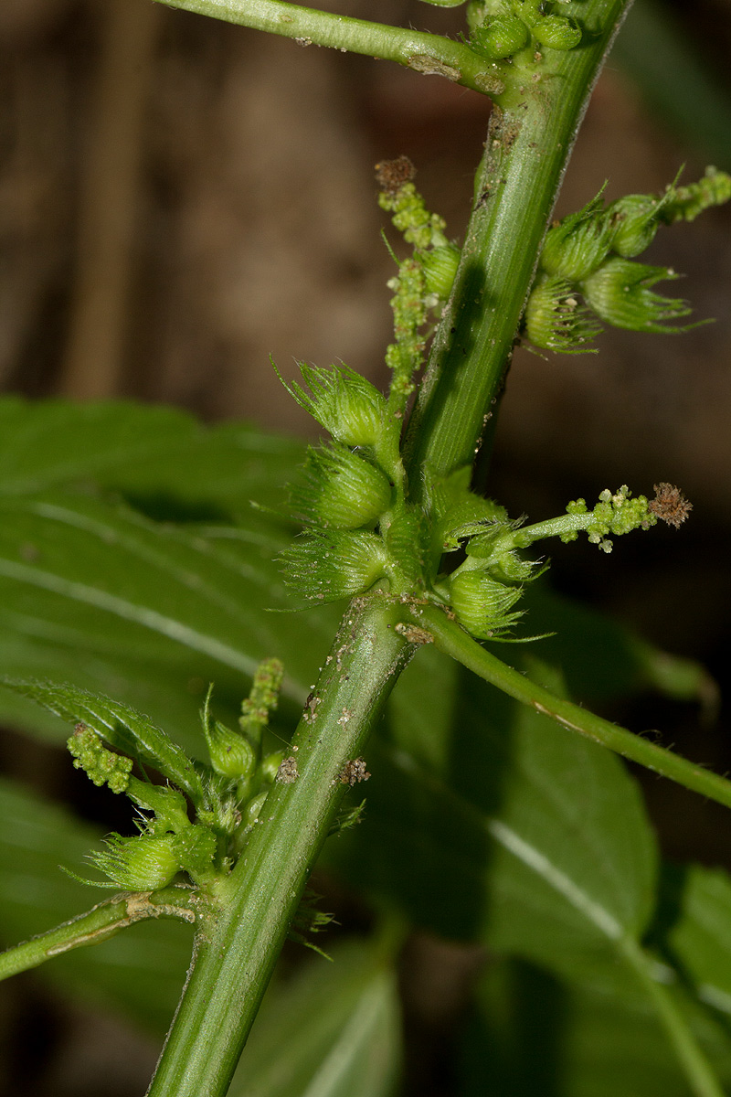 Acalypha ciliata