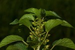 Acalypha crenata