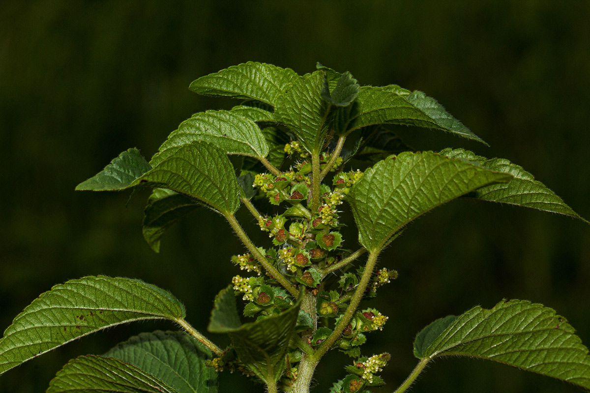 Acalypha crenata