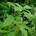 Acalypha fimbriata