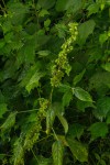 Acalypha fimbriata