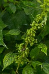 Acalypha fimbriata