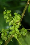 Acalypha fimbriata