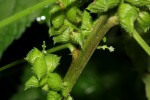 Acalypha fimbriata