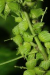 Acalypha fimbriata