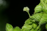 Acalypha fimbriata