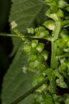 Acalypha fimbriata
