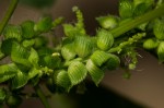 Acalypha fimbriata