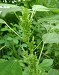 Acalypha fimbriata