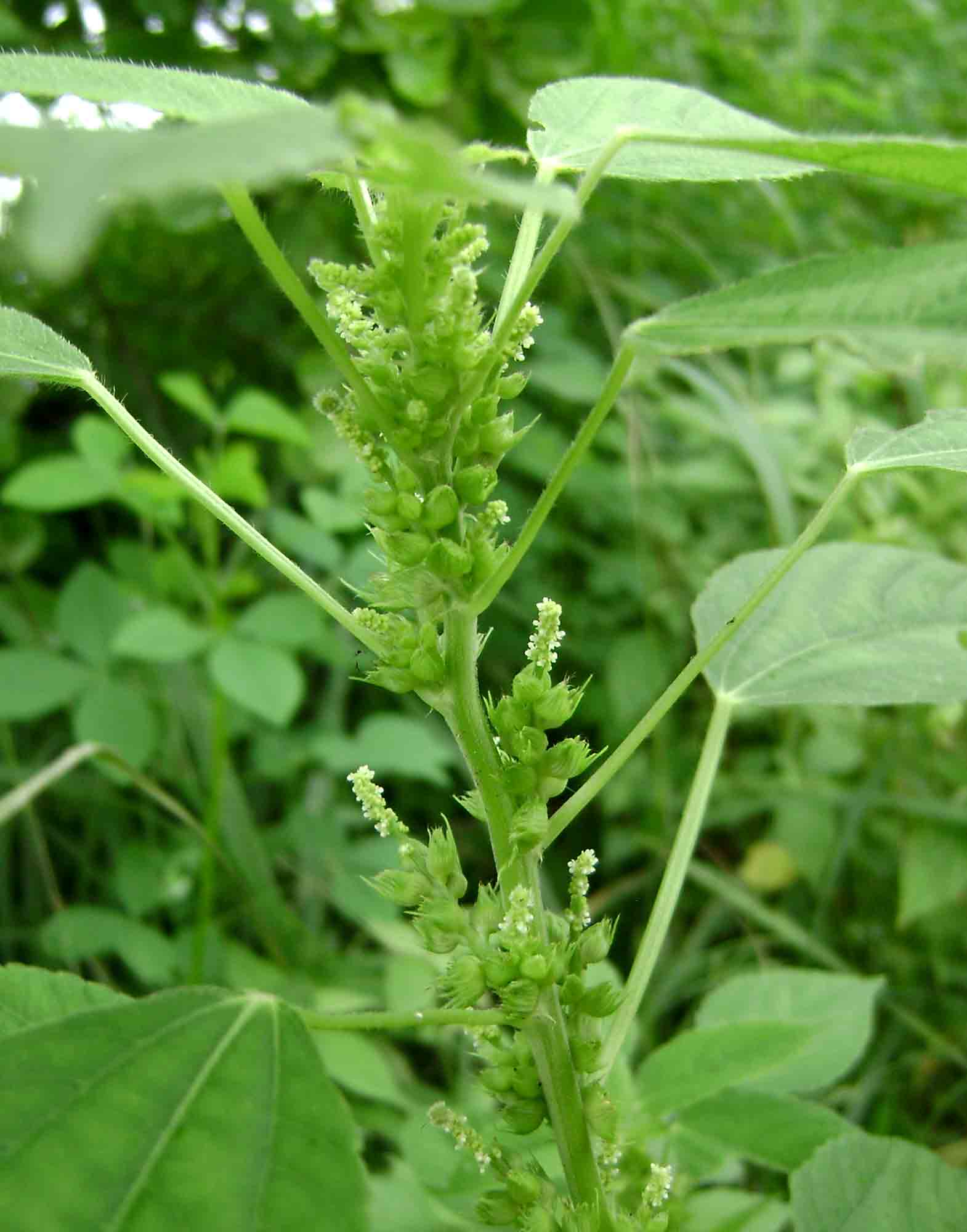 Acalypha fimbriata