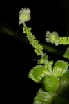 Acalypha fimbriata