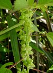 Acalypha fimbriata